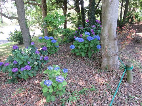 浜名湖ガーデンパークの紫陽花：日陰の紫陽花
