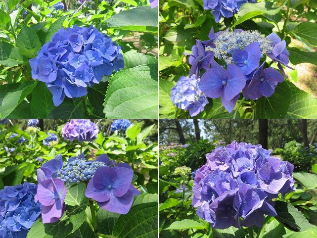 浜名湖ガーデンパークの紫陽花：ズーム４つ