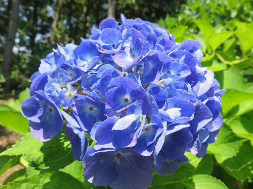 浜名湖ガーデンパークの紫陽花：ズームアップ