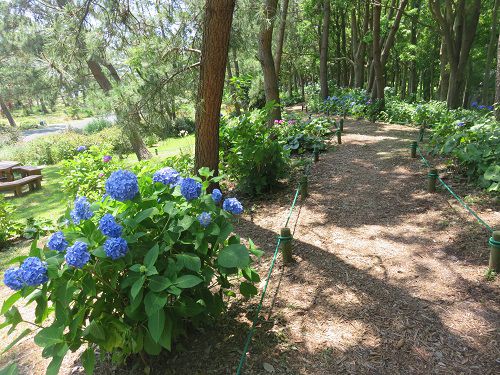 浜名湖ガーデンパークの紫陽花：青いアジサイ