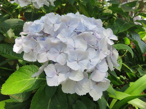 浜名湖ガーデンパークの紫陽花：白系アジサイのズーム