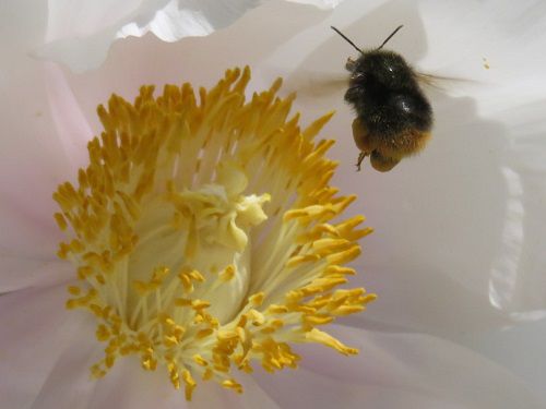 可睡斎ぼたん苑：小さなハチと牡丹の花