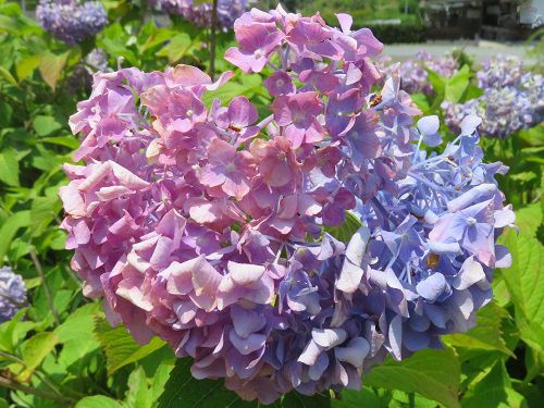 伊平川堤、紫陽花【浜松市】：青と紫のアジサイ