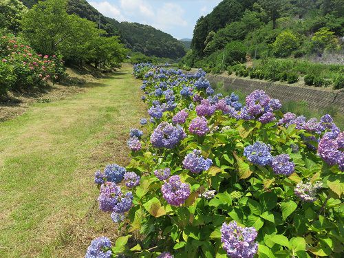 伊平川堤、紫陽花【浜松市】：紫や青系のアジサイ