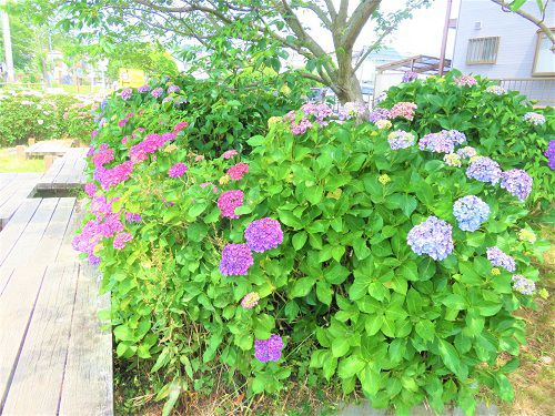 小鹿公園、紫陽花【静岡市】：紫系のアジサイ