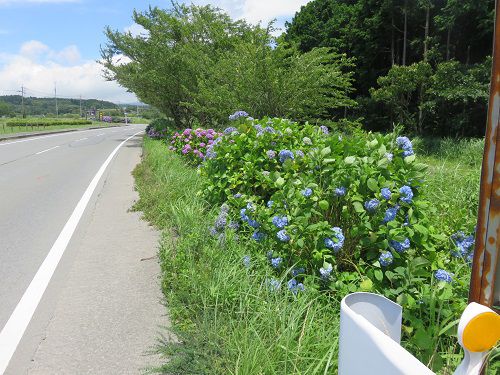 すそのパノラマロード、紫陽花：交通量ありの公道