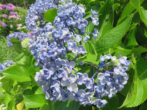すそのパノラマロード、紫陽花：青のアジサイ