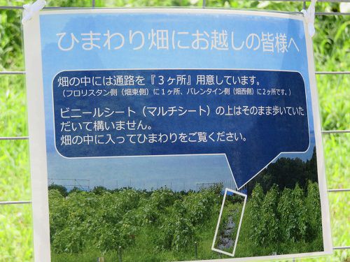 アグリチャレンジパークのひまわり畑：静岡市アグリチャレンジパークの「ひまわり畑にお越しの皆様へ」の表示