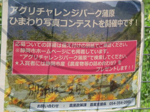 アグリチャレンジパークのひまわり畑：静岡市アグリチャレンジパークのひまわり写真コンテストの表示
