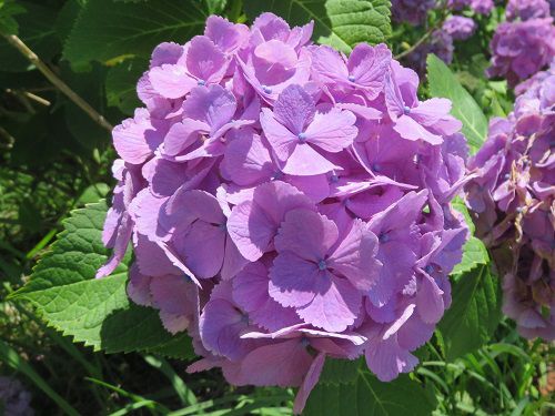 すそのパノラマロード、紫陽花：紫のアジサイズーム