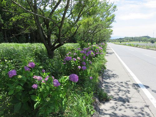 すそのパノラマロード、紫陽花：公道側のアジサイ