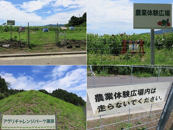 アグリチャレンジパークのひまわり畑：静岡市アグリチャレンジパークの農業体験ひろば（ひまわり畑）