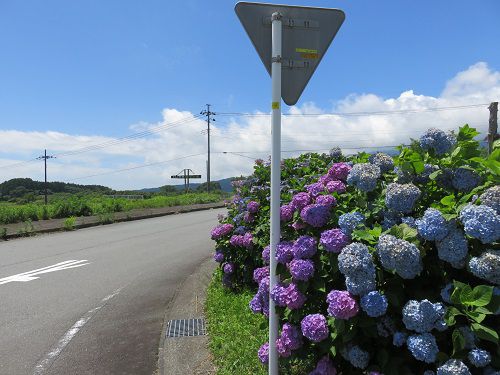 すそのパノラマロード、紫陽花：公道側