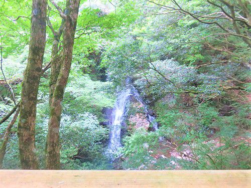 二階滝【河津町】：流れ落ちる滝
