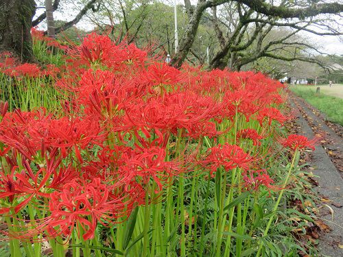 志太河川敷公園の彼岸花（藤枝市）：赤いヒガンバナ