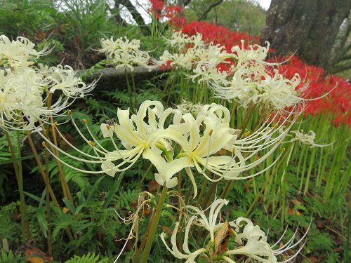 志太河川敷公園の彼岸花（藤枝市）：白いヒガンバナ