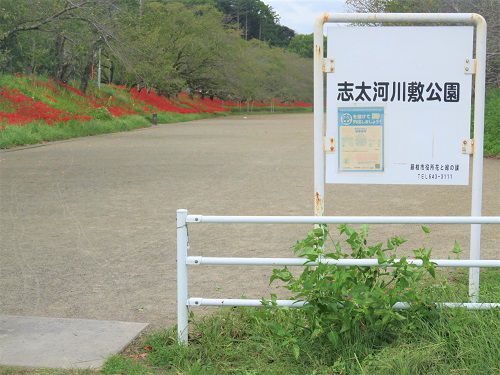 志太河川敷公園の彼岸花（藤枝市）：看板