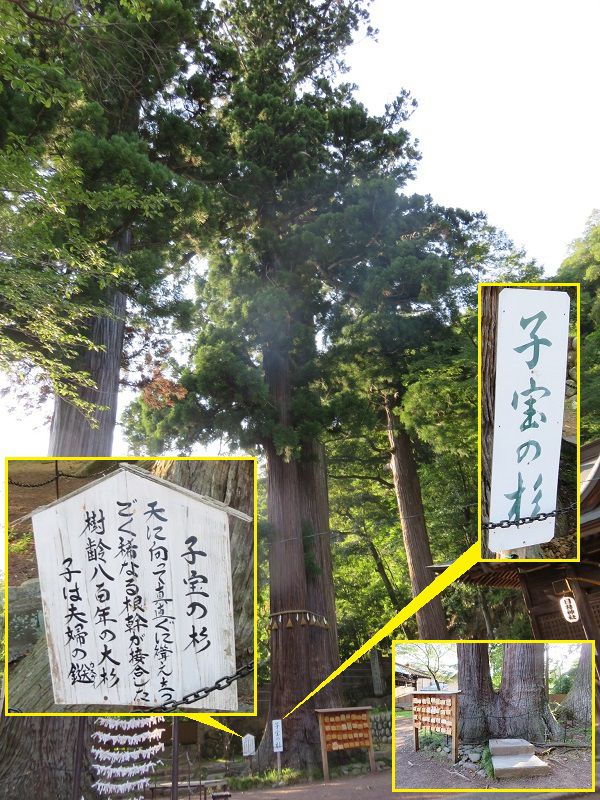 日枝神社の大杉「子宝の杉」