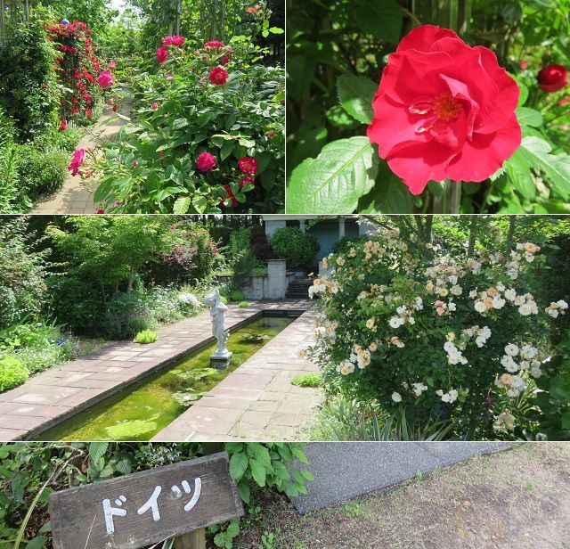浜名湖ガーデンパークのバラ園：国際庭園（ドイツ）でのバラの花々