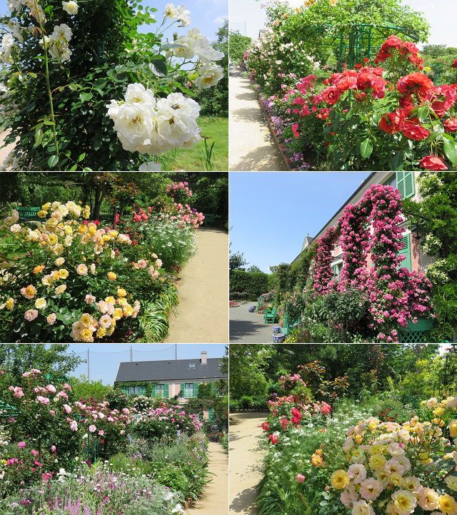 浜名湖ガーデンパークのバラ園：例年より開花時期が早いバラ園