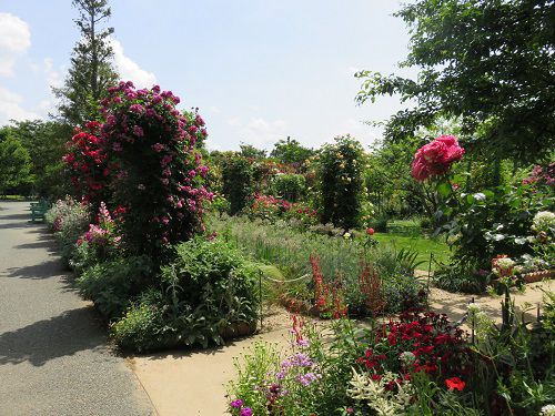 浜名湖ガーデンパークのバラ園（赤いバラ）