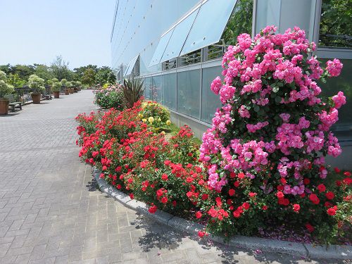 はままつフラワーパークのローズガーデン：温室外のピンクのバラ
