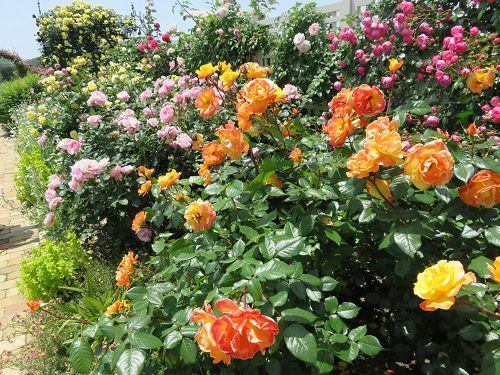 はままつフラワーパークのローズガーデン：オレンジや黄色、ピンクのバラの花々