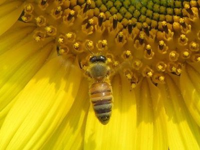 沼津浮島のひまわり畑：沼津浮島地区にて、ひまわりの蜜を集めるハチの様子