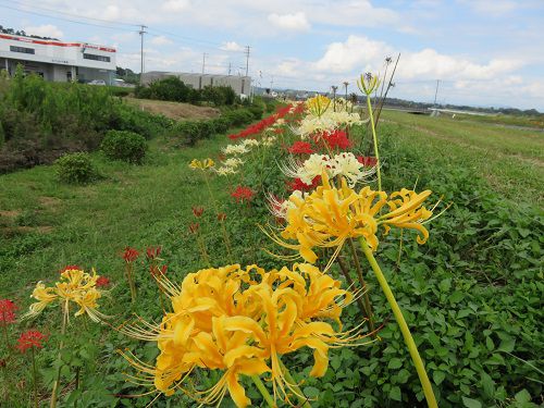 坂口谷川堤防沿いのヒガンバナ：黄色い彼岸花をメインにお伝えしています
