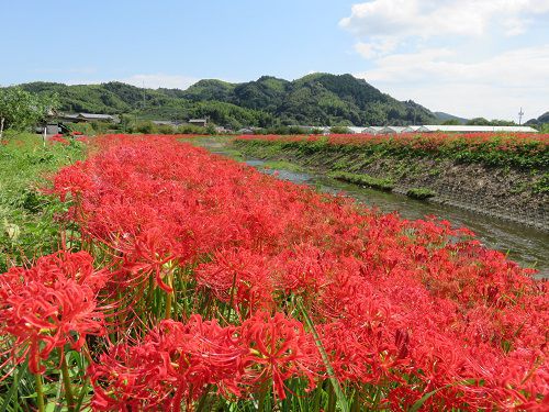 葉梨川沿いのヒガンバナ：見事な色づきを見せていた赤い彼岸花の数々（葉梨川堤防沿い）