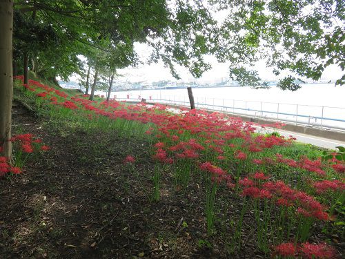 富士と港の見える公園の彼岸花景色