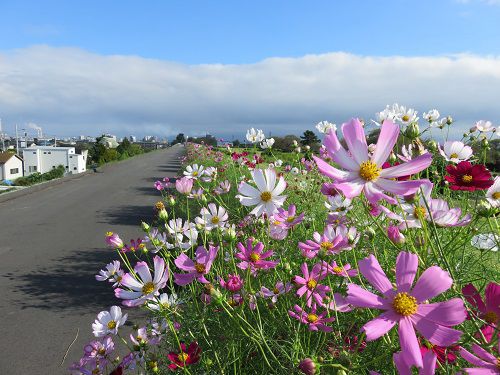 雁堤のコスモス：ピンクや白色の見頃を迎えたコスモスの花々
