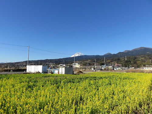 浮島ひまわりらんど、菜の花畑【沼津市】：富士山