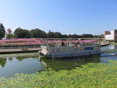 浜名湖ガーデンパークのコスモス畑：遊覧船ガーデンクルーズが航行していた様子