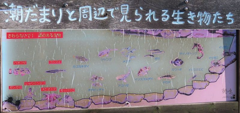 焼津漁港親水広場「ふぃしゅーな」の「潮だまりと周辺で見られる生き物たち」と題された説明板