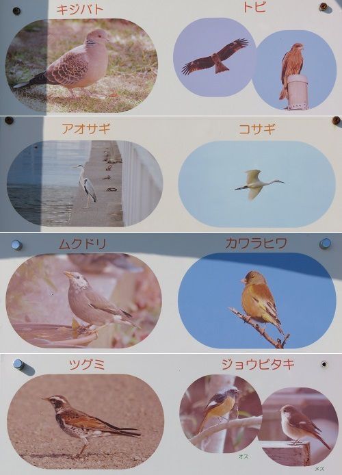 焼津漁港親水広場「ふぃしゅーな」で見られるという野鳥の数々の紹介板