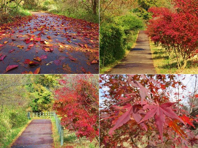 田貫湖の紅葉：落葉や木々の色づきの様子
