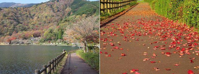 田貫湖の紅葉：湖面の様子と落葉の場面