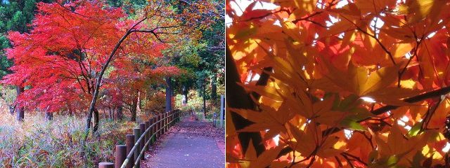田貫湖の紅葉：木々の色づき（紅葉景色）