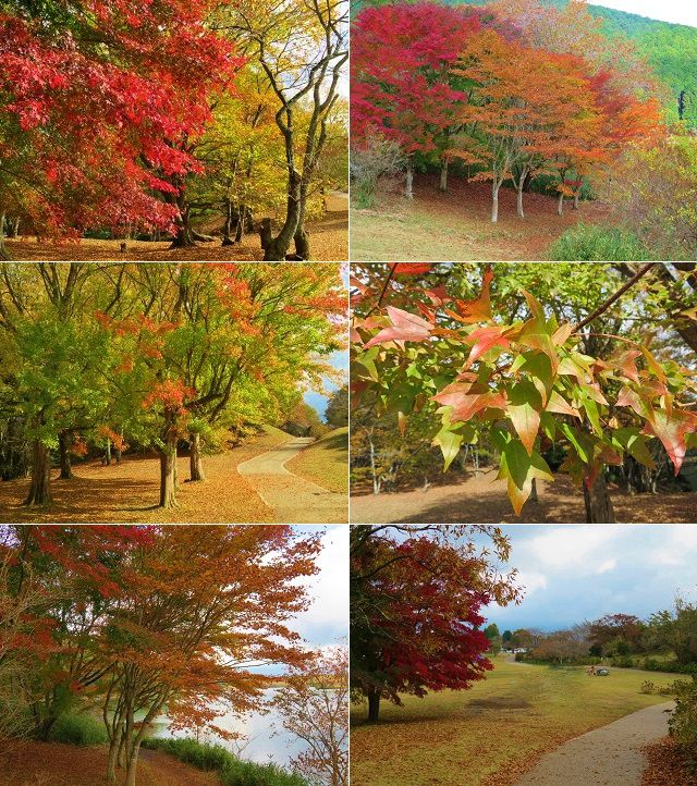 田貫湖の紅葉：遊歩道付近を彩っていた紅葉景色