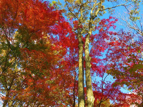 富士山御胎内清宏園の紅葉：赤く色付いていた紅葉景色