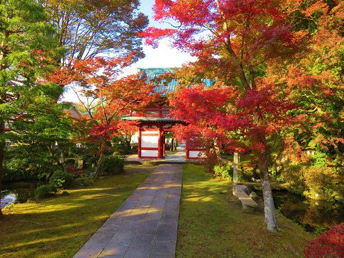 宝鏡寺の紅葉：山門側方向を向いて眺めた紅葉景色