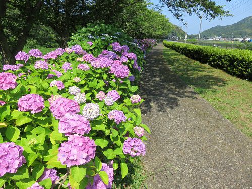 那賀川（なかがわ）沿いの紫陽花