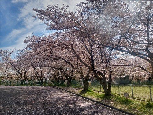 厚原スポーツ公園、桜【富士市】