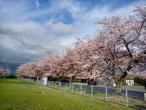 厚原スポーツ公園、桜【富士市】：芝生と桜