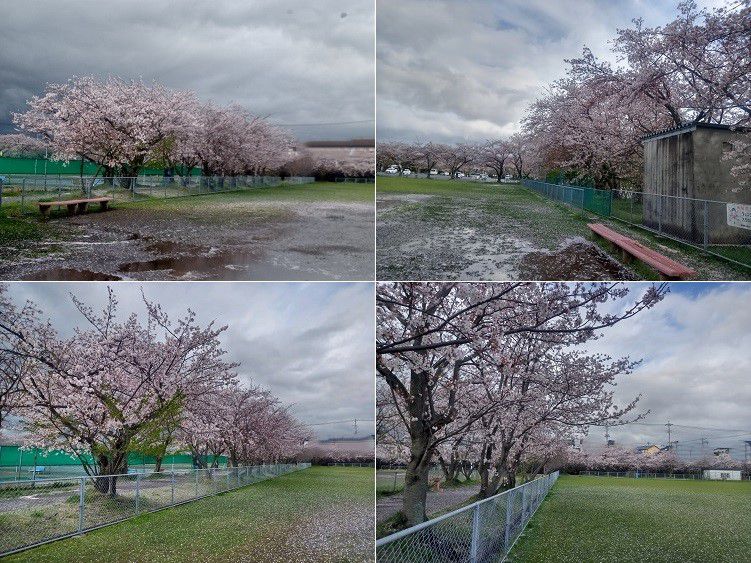 厚原スポーツ公園、桜【富士市】：桜並木