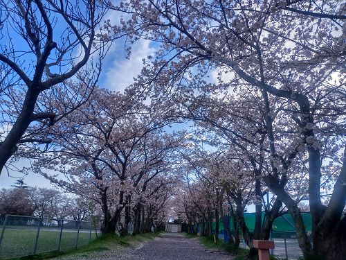 厚原スポーツ公園、桜【富士市】：見頃の桜並木