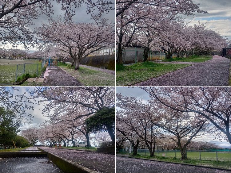 厚原スポーツ公園、桜【富士市】：曇り空と見頃の桜並木