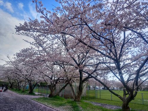 厚原スポーツ公園、桜【富士市】：園内駐車場の桜並木