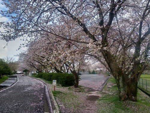厚原スポーツ公園、桜【富士市】：見応えある桜景色